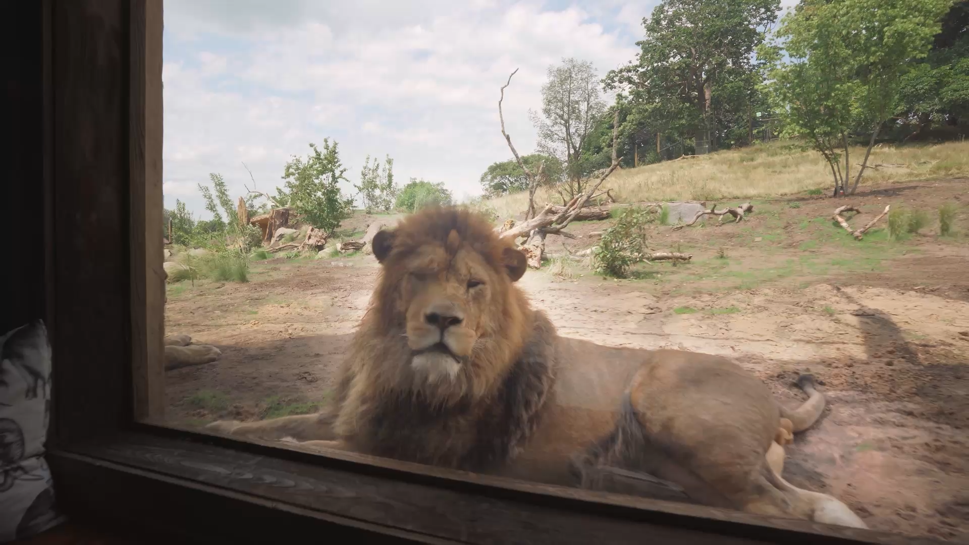 A lion resting in its enclosure, seen through the lodge window