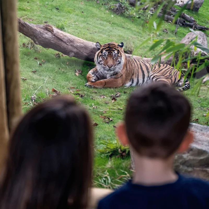 Tiger Lodge