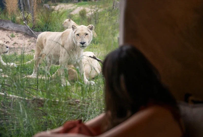 White Lion Lodge