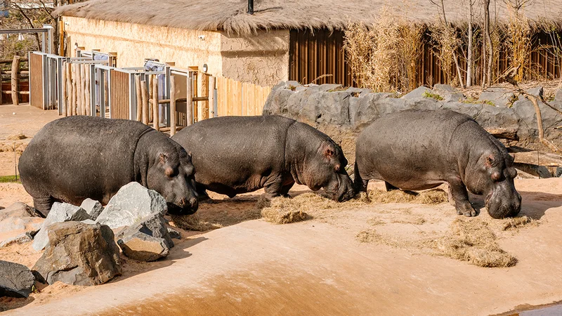 Hippo Lodge