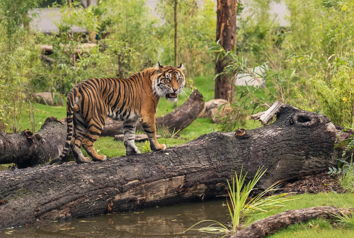 Tiger