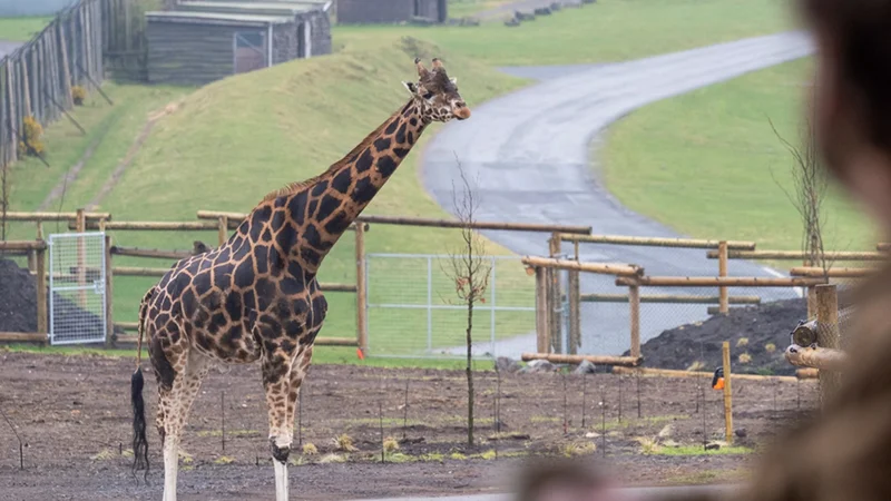 Giraffe Lodge