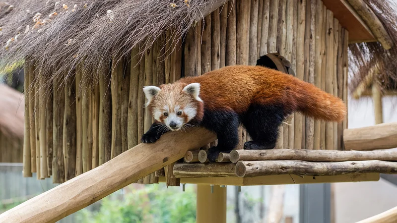 Red Panda Cottage